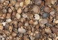Shells (washed)