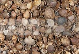 Okrasn� kameny - ka��rky - Shells (washed)