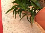 Apricot Gold, Efesus Marble Red, Beige Travertine