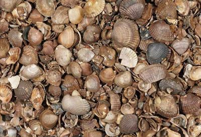 Shells (washed)